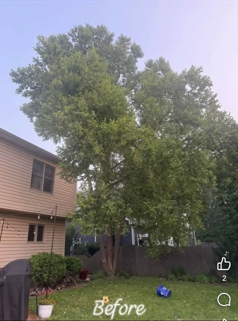 Corner tree before removal