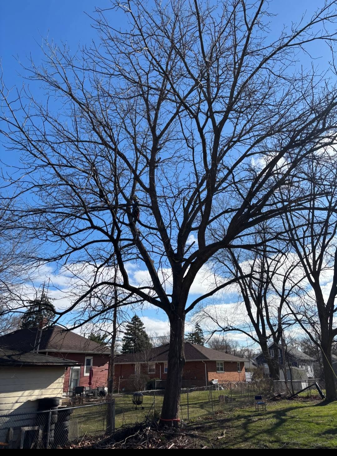 Hazardous dead tree over property fence
