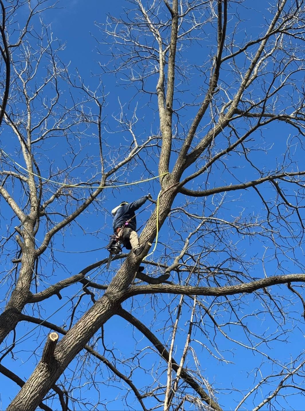 Controlled cutting of dead branches