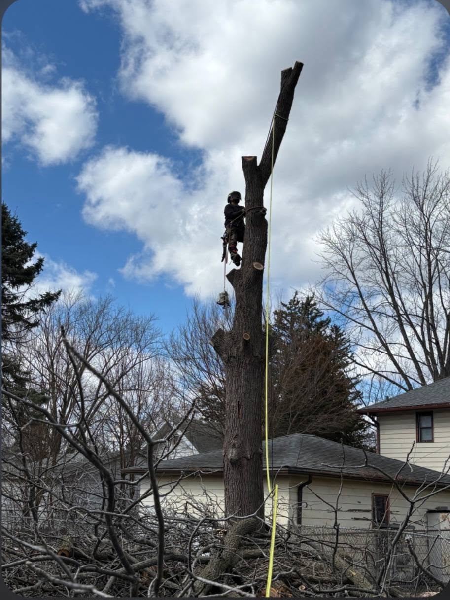 Sectioning dead tree limbs safely