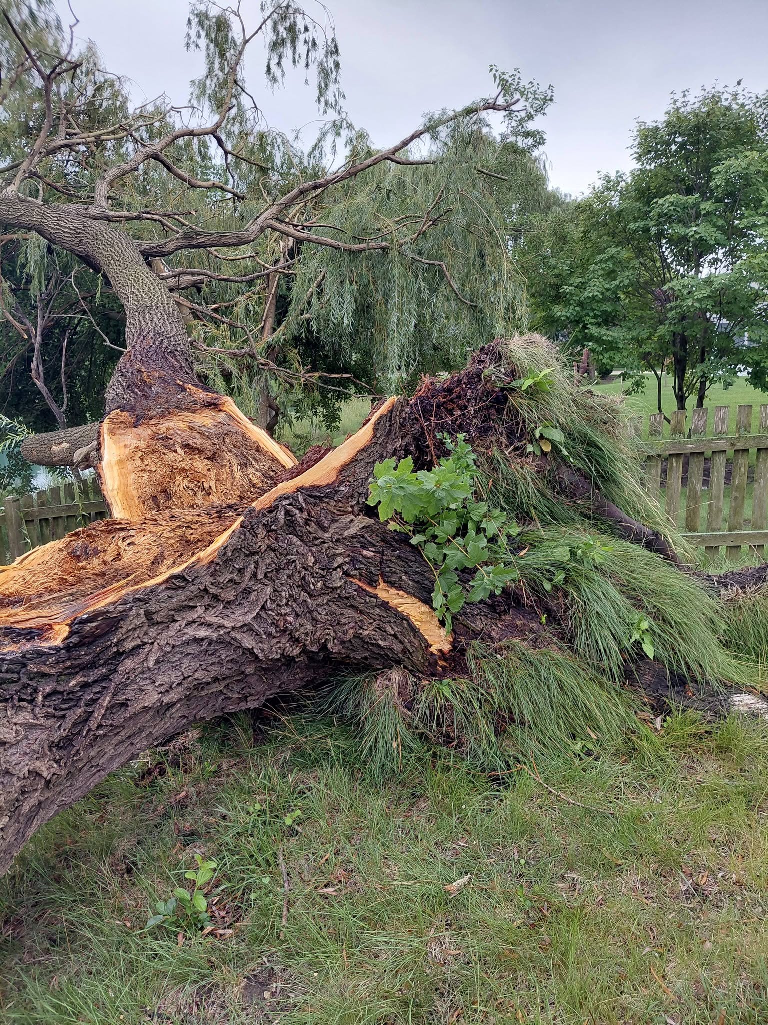 Fallen storm damage tree across yard