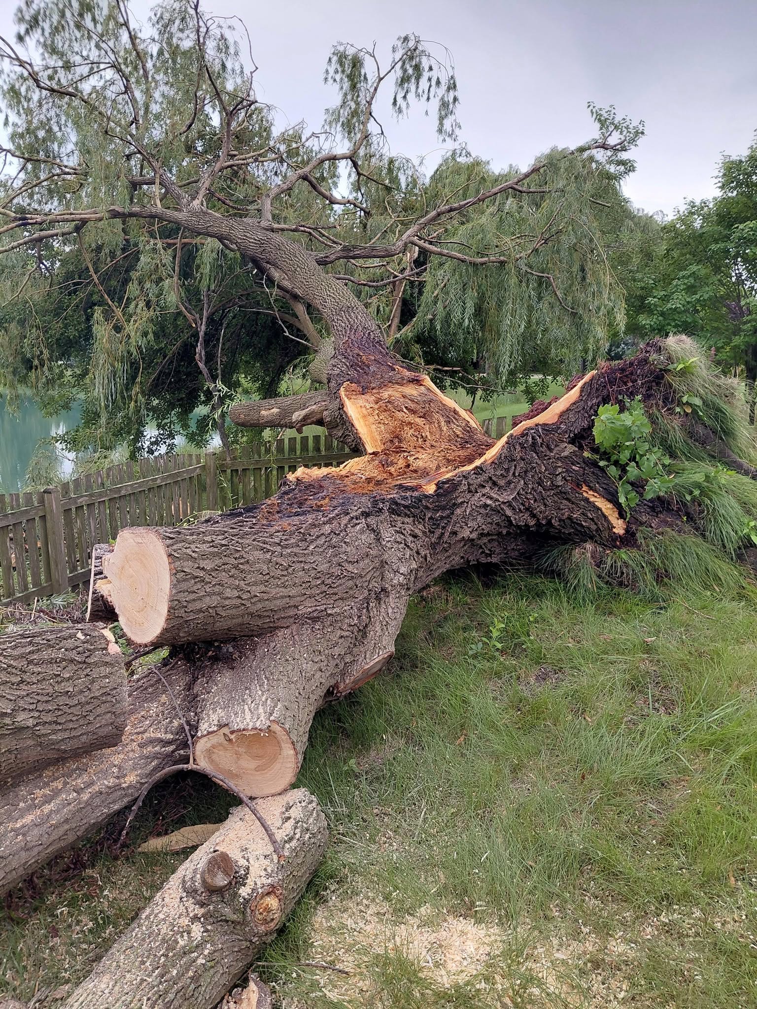 Sectioning fallen trunk for yard clearing
