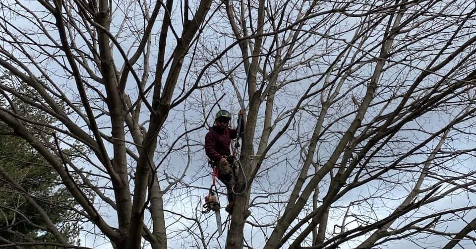 Hazardous tree removal climber in tree canopy