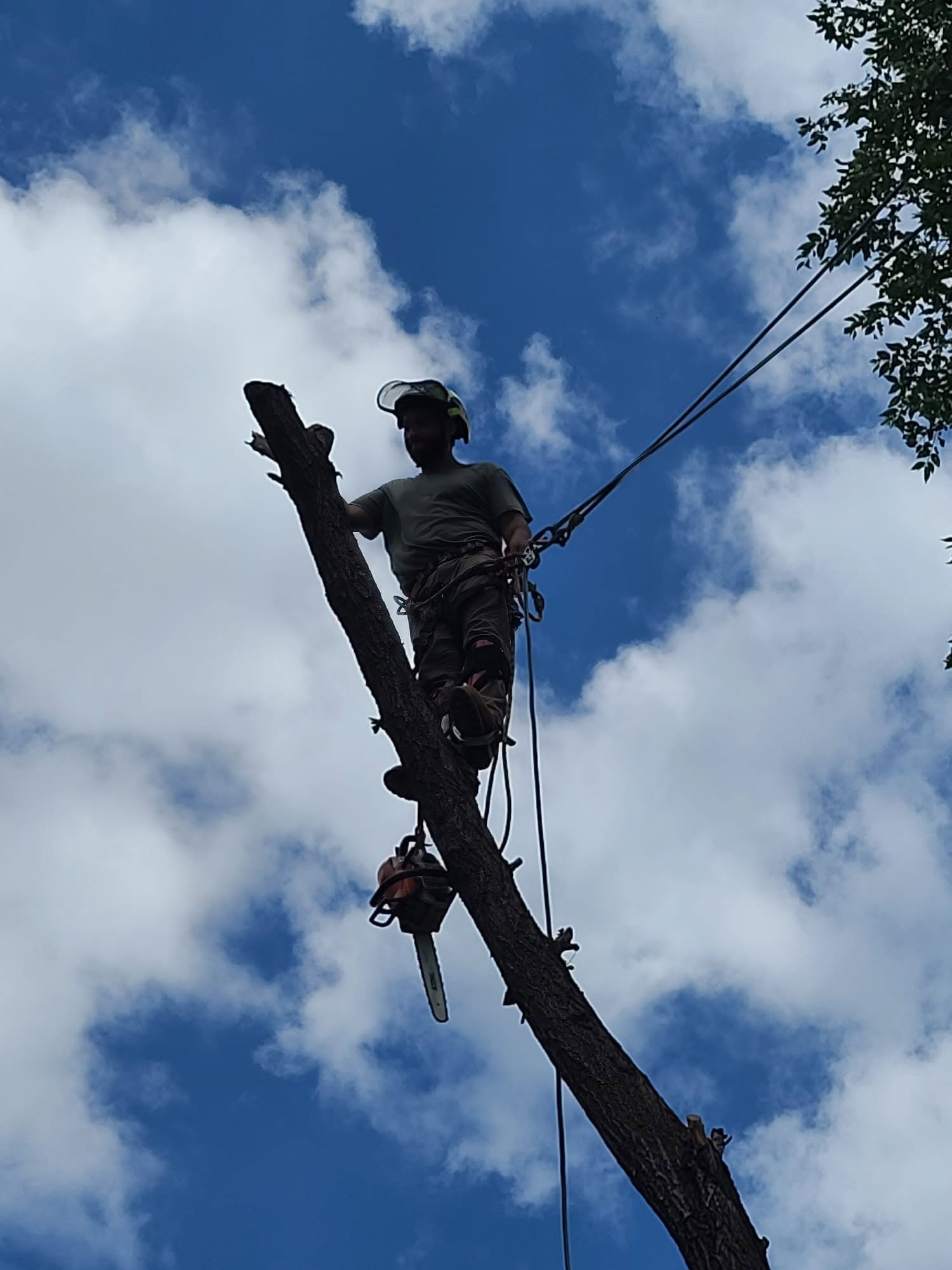 Arborist crown trimming in tree high above yard