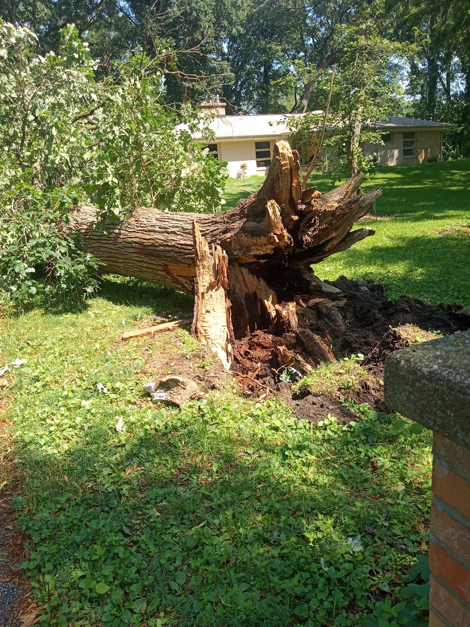 Massive fallen oak tree removal
