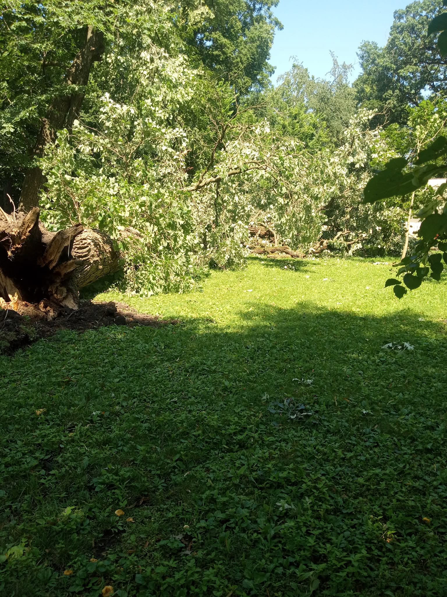 Large branch dismantling on residential property