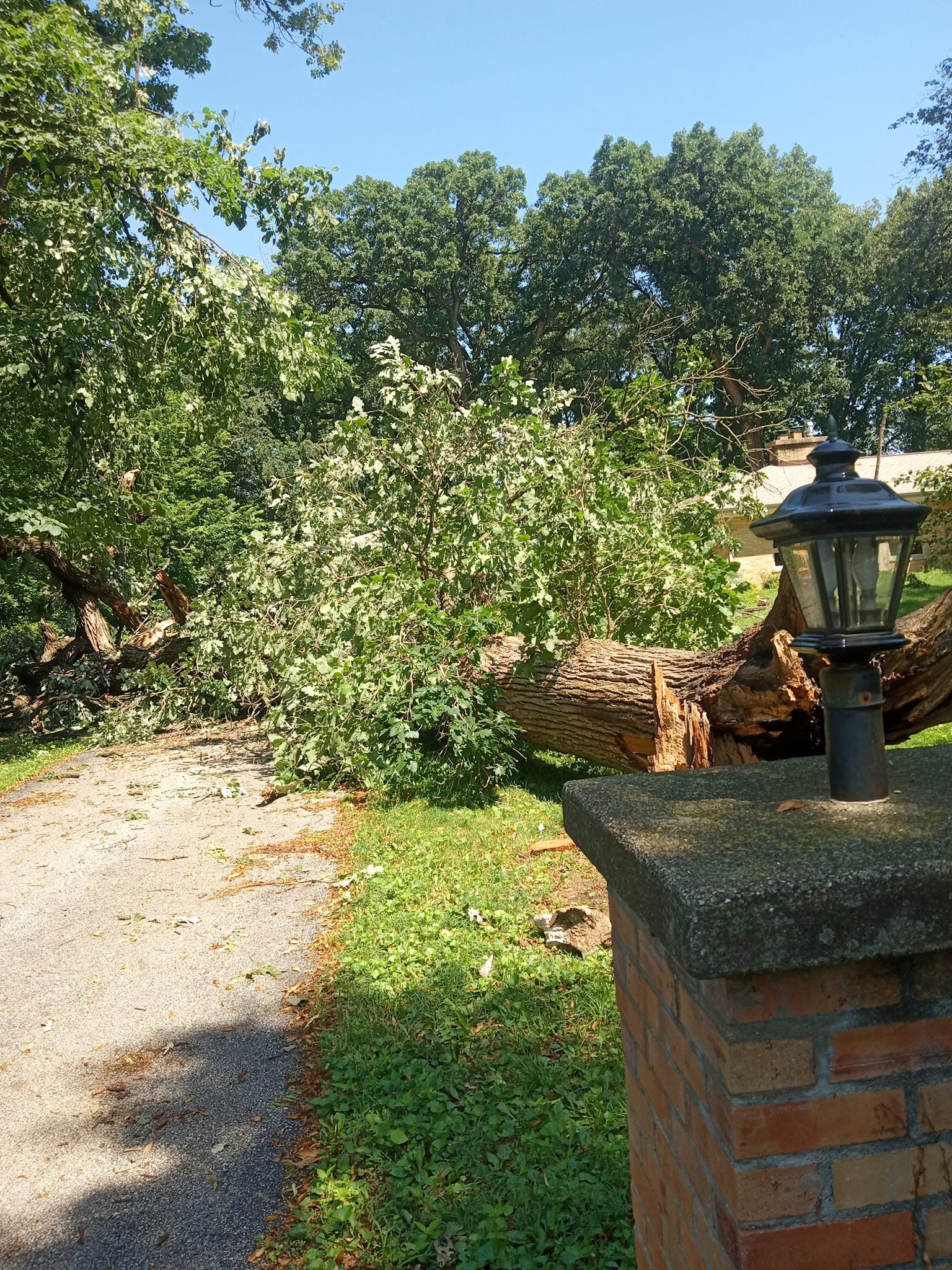 Residential fallen tree clearance