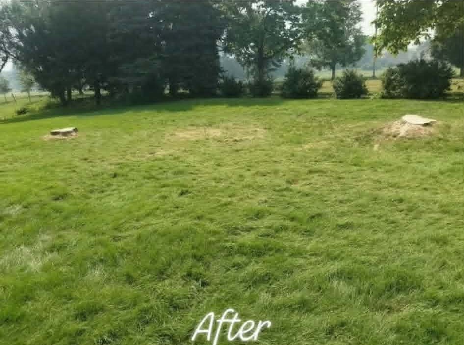 Pruned tree canopy with clean yard restored