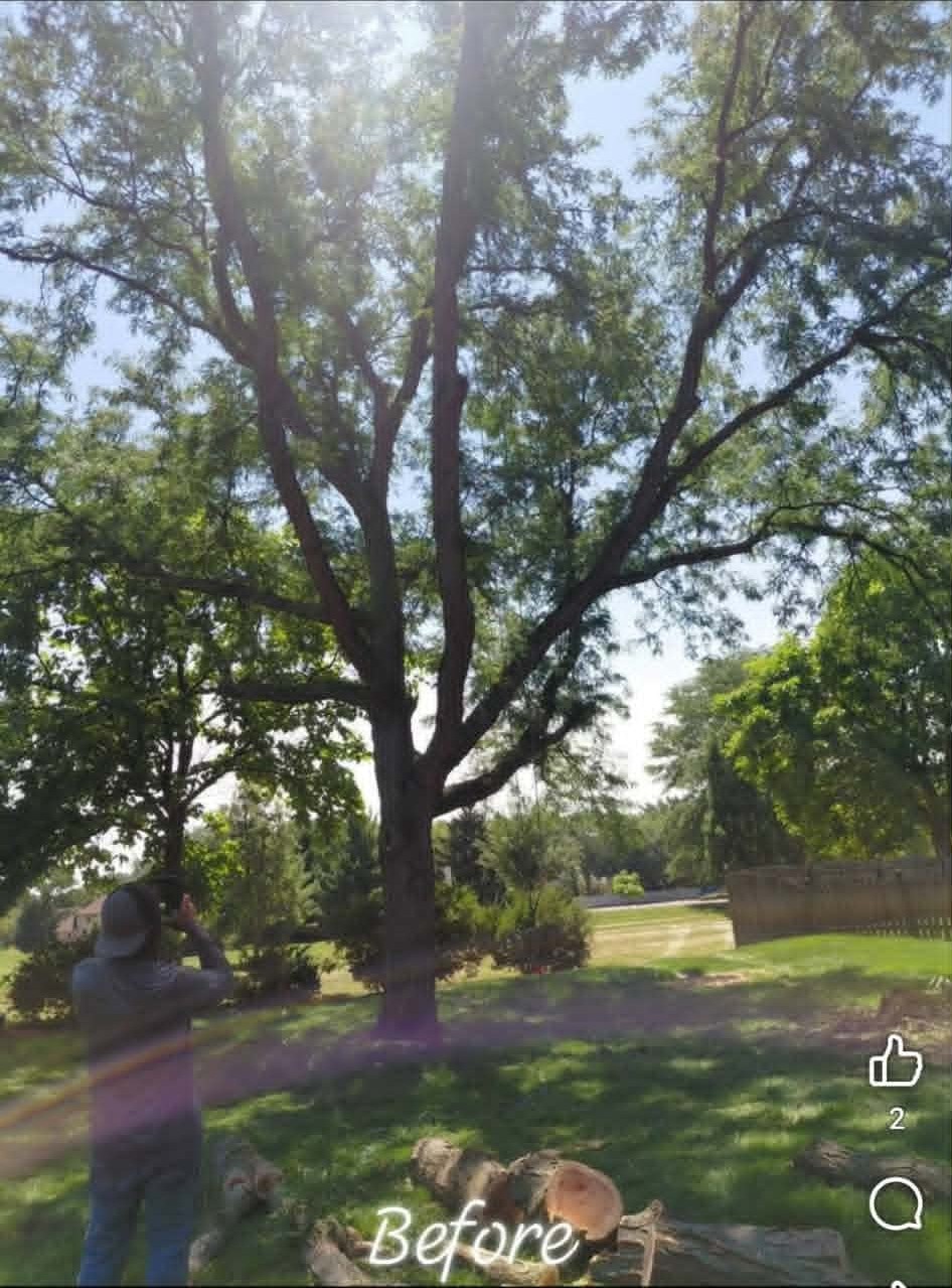 Residential backyard tree before structural pruning
