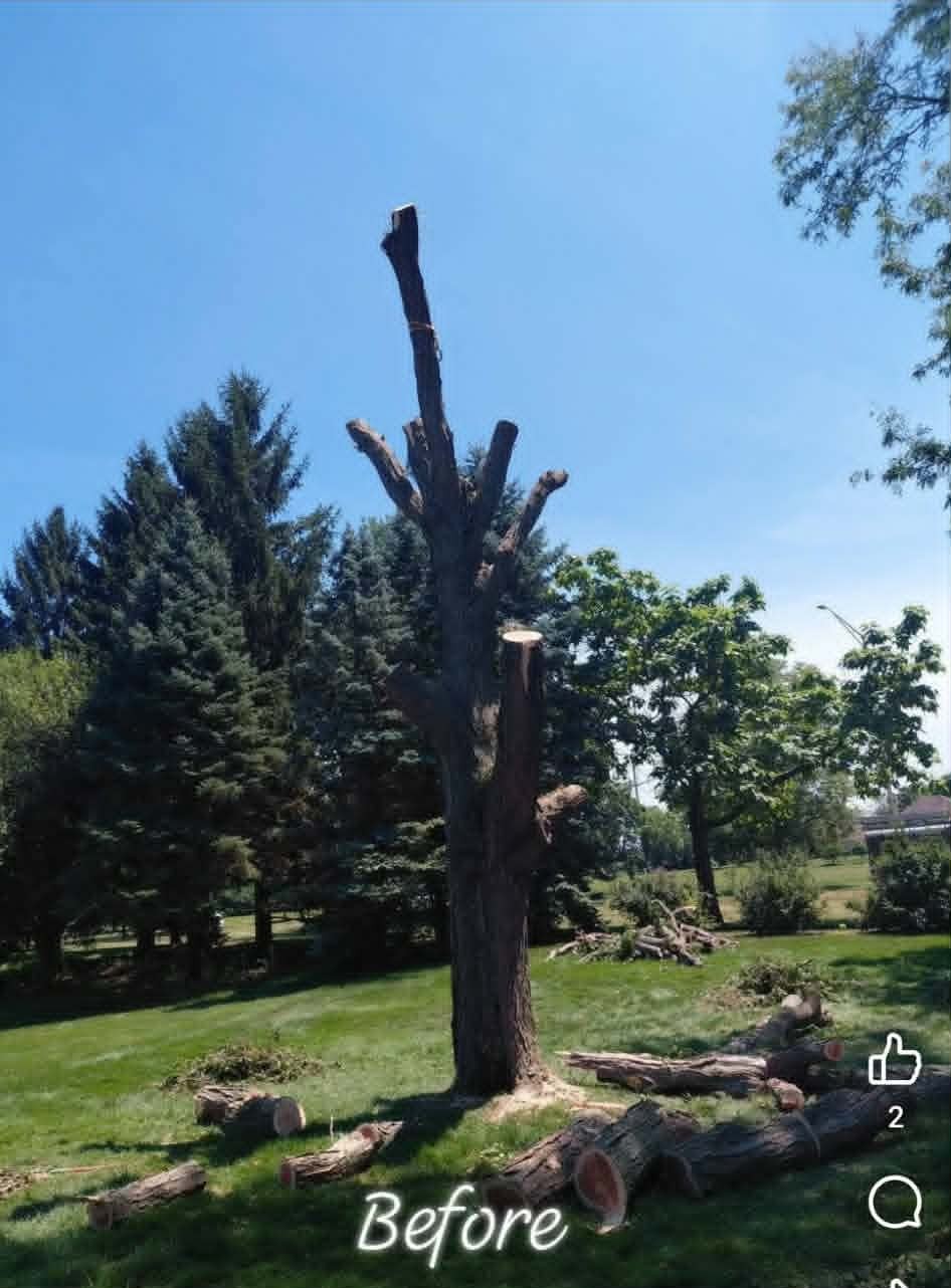 Angle of overgrown residential tree before trimming