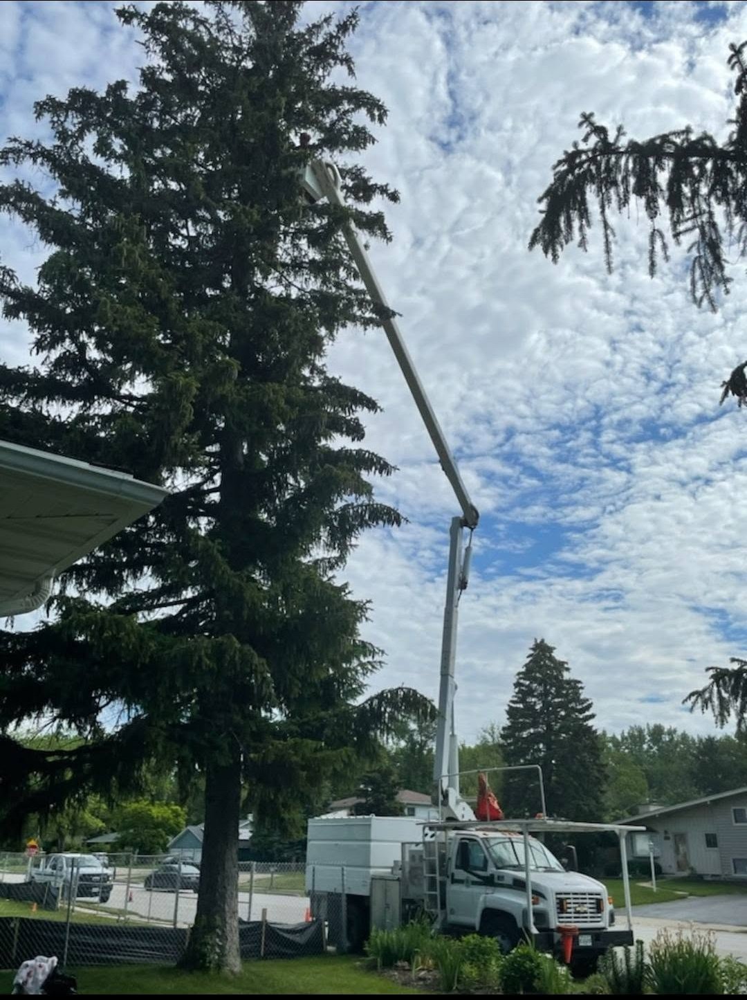 Large mature tree before pruning