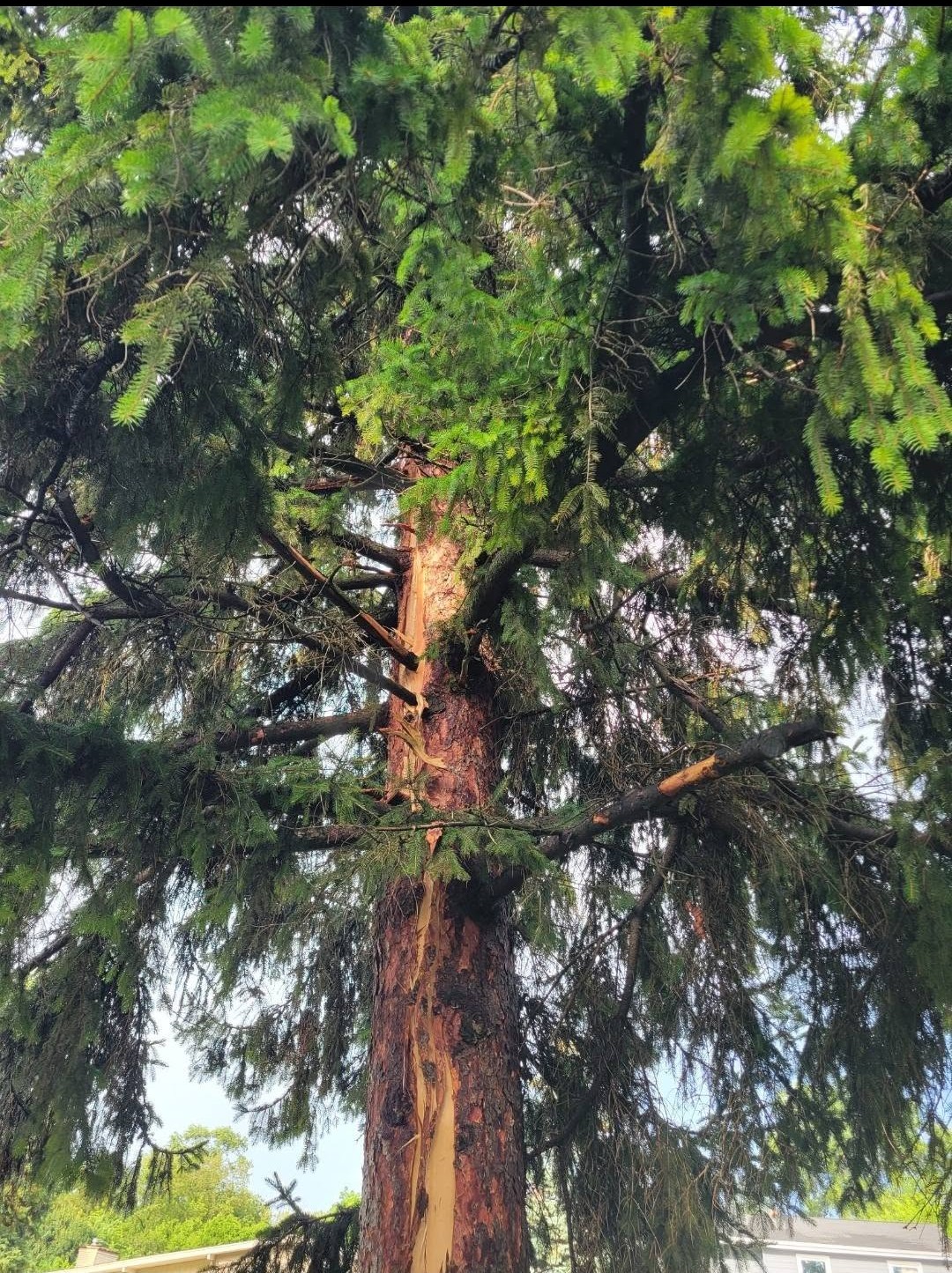 Overgrown canopy assessment
