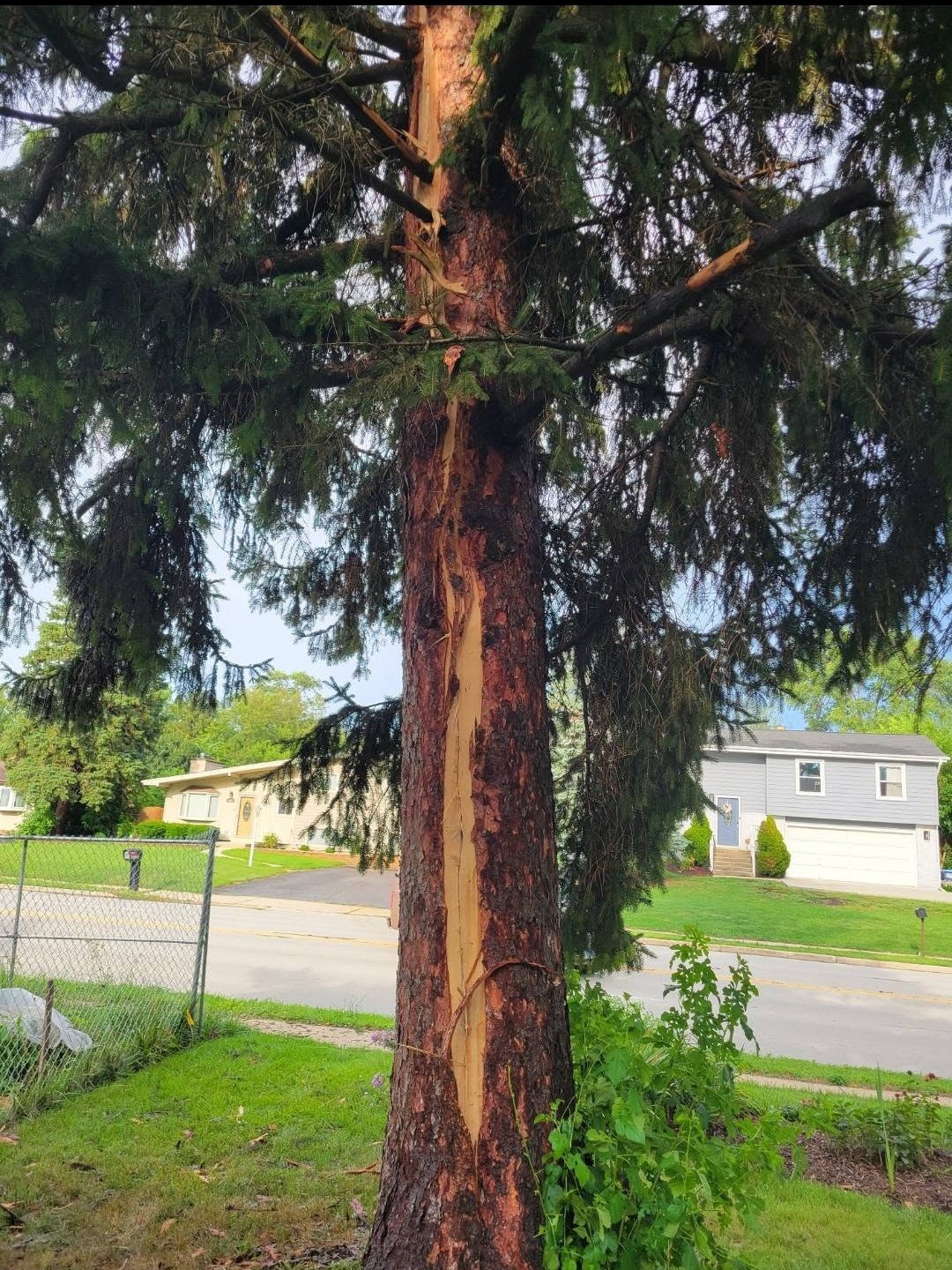 Certified arborist inspecting damaged trunk structure