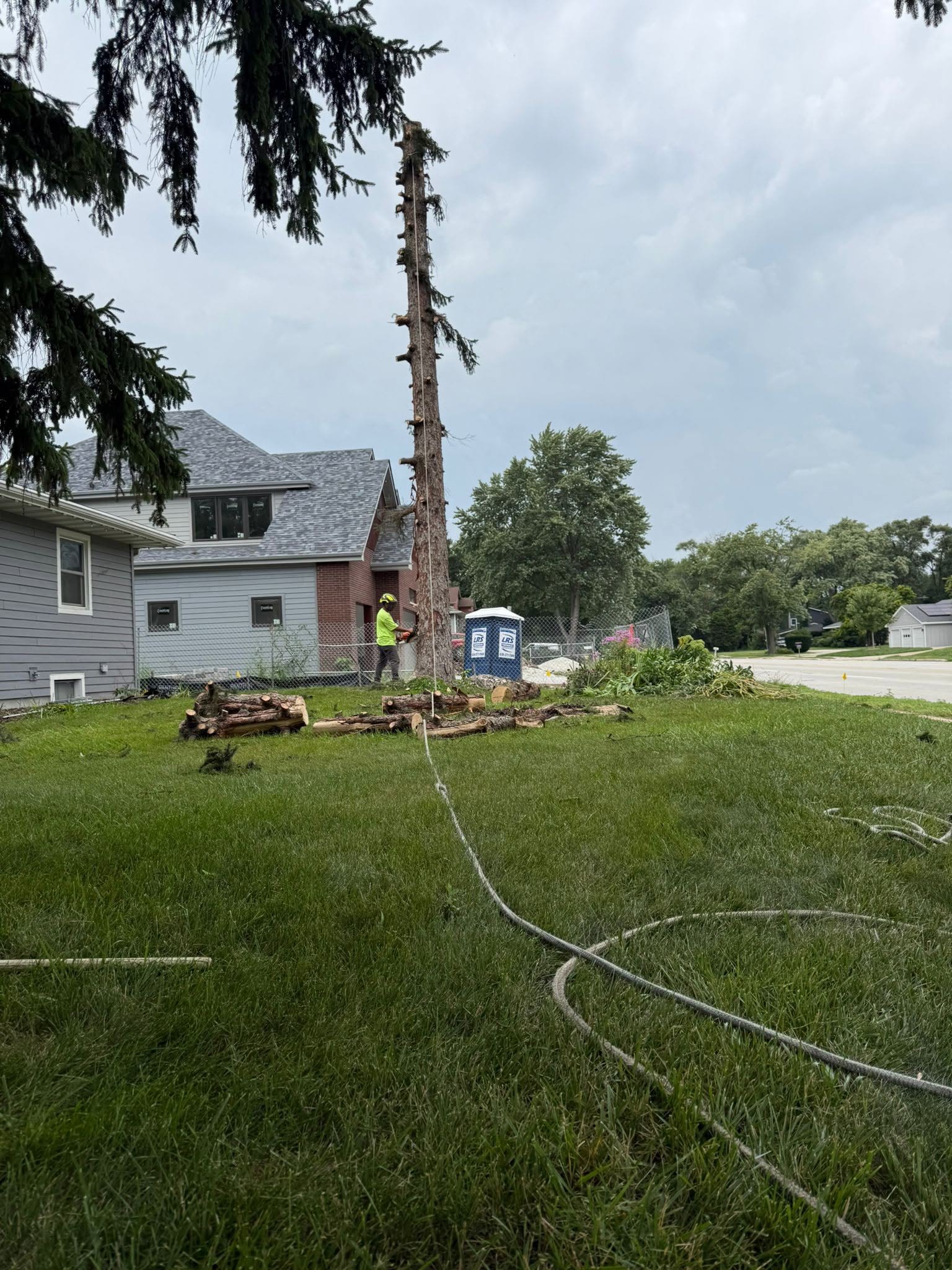 Large tree pruning and branch removal in progress