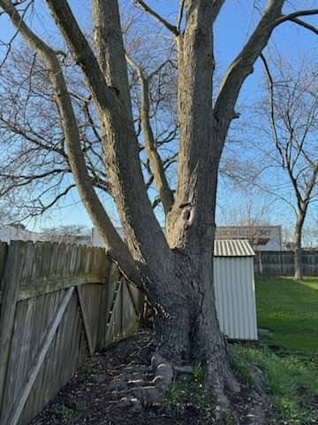 Tree growing close to wooden fence before removal
