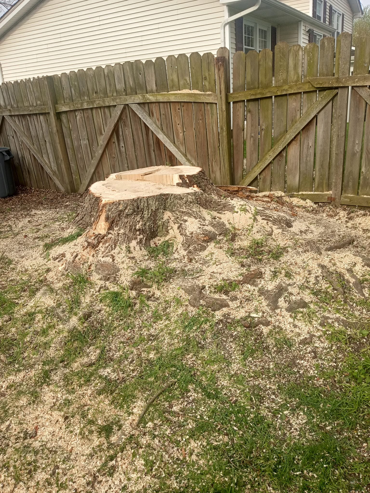 Fence line protected and tree completely removed