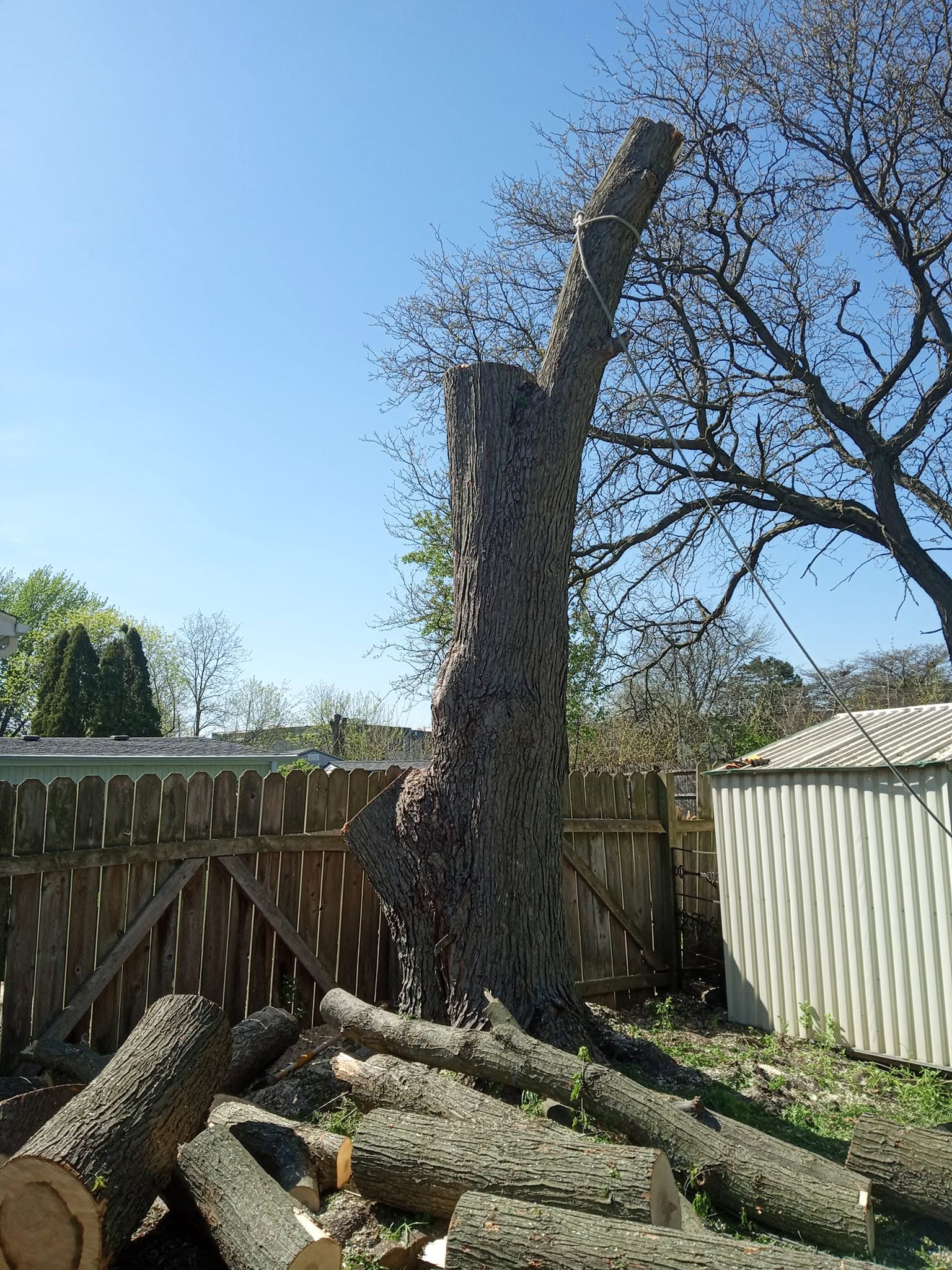 Careful branch cutting protecting privacy fence